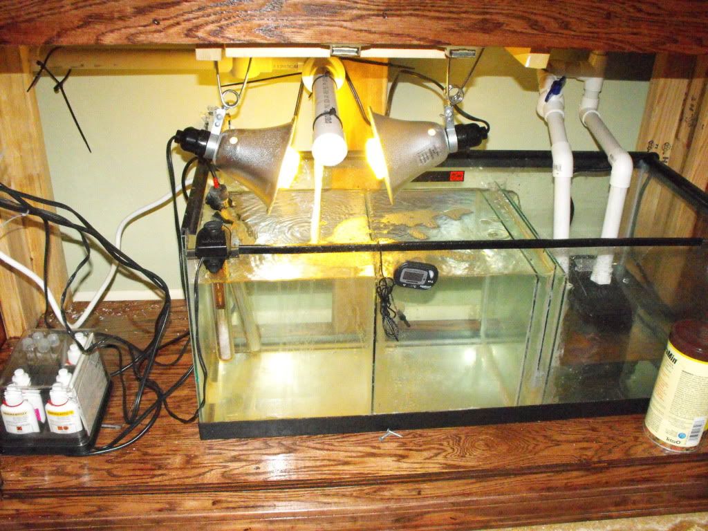 My DIY algae scrubber Living Reefs